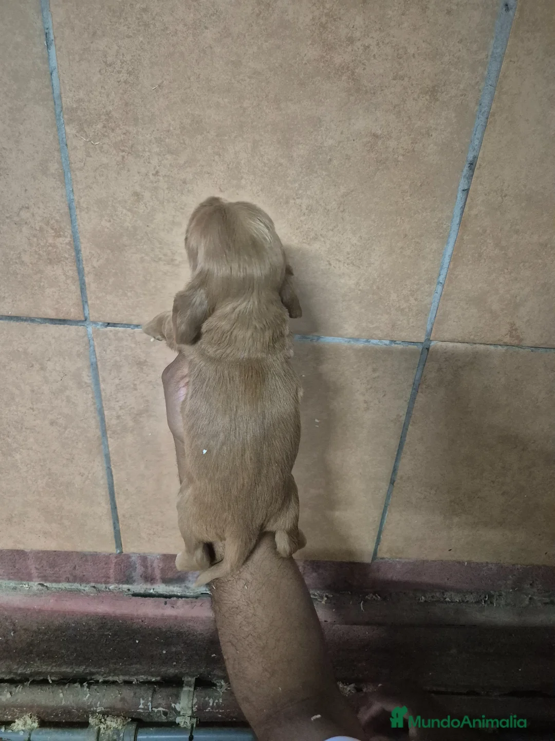 Cocker Spaniel Inglés perros en venta: COCKER en Girona - Anuncio 10