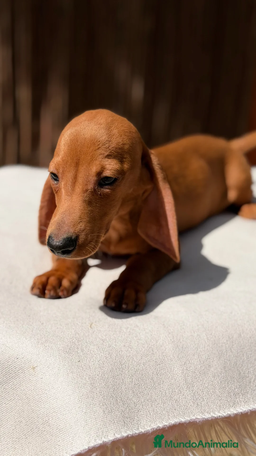 Teckel Miniatura perros en venta: Teckel red macho miniatura  - Anuncio 2