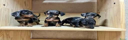 Teckel perros en venta: Teckel Arlequin  - Anuncio 2
