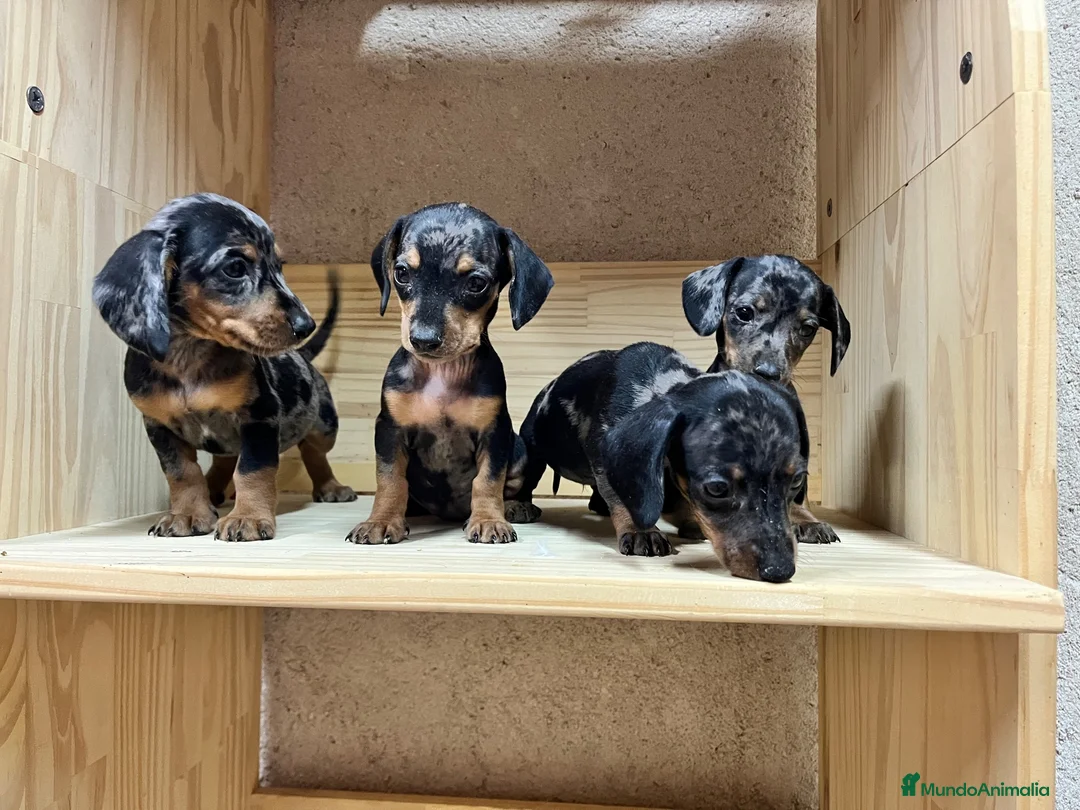 Teckel perros en venta: Teckel Arlequin  - Anuncio 2