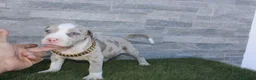 American Pit Bull Terrier perros en venta: American Pit bull - Anuncio 12