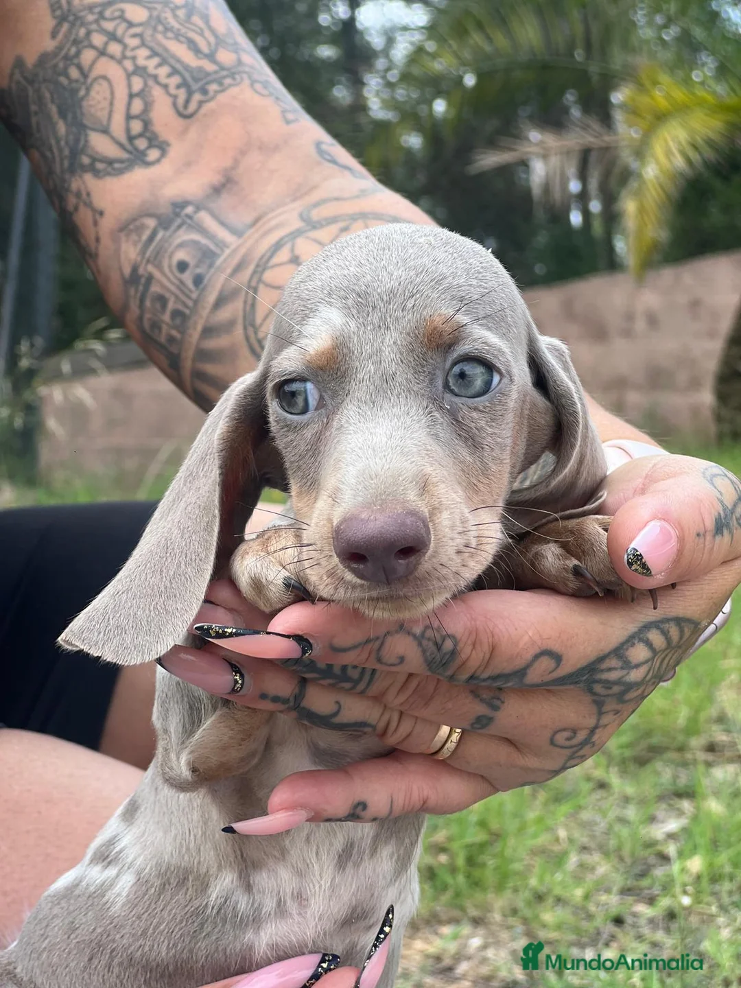 Teckel Miniatura perros en venta: CAMADA TECKEL MINIATURA ISABELLA - Anuncio 2