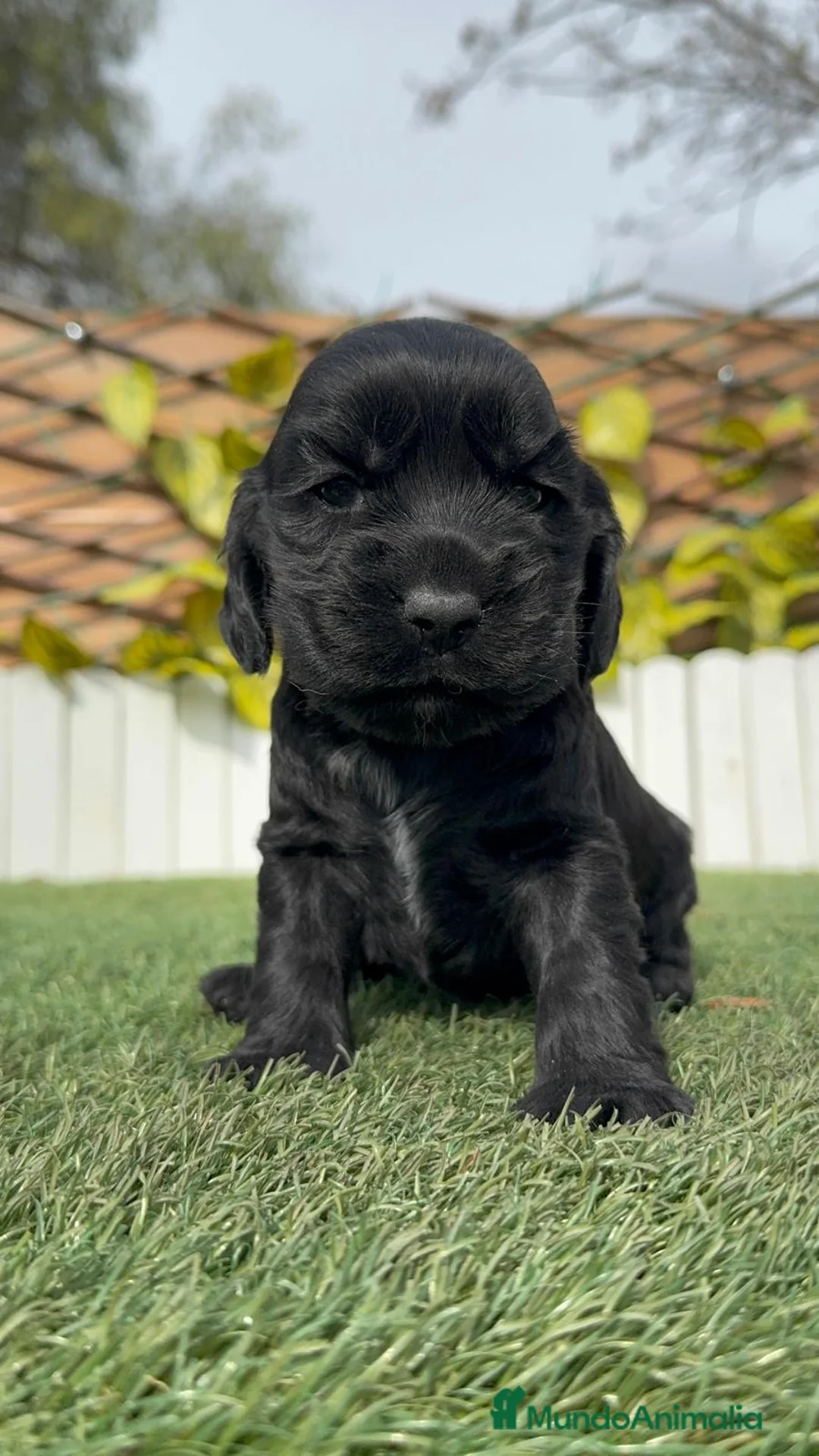 Cocker Spaniel Inglés perros en venta: COCKER SPANIEL INGLES HEMBRA - Anuncio 2