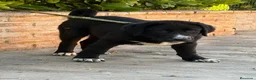 Mastín Español perros en venta: Cachorros líneas funcionales  - Anuncio 3