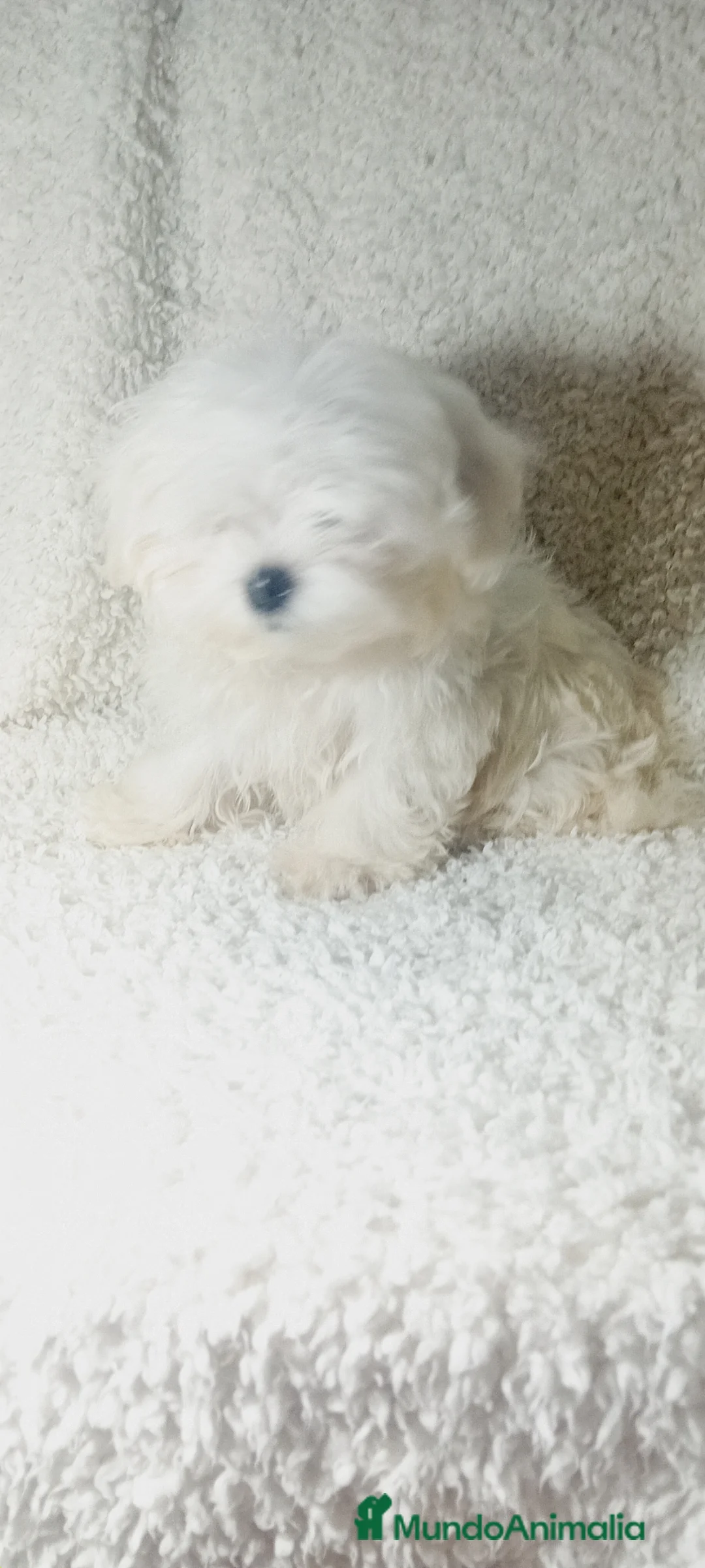 Bichón Maltés perros en venta: ‼️‼️PRECIOSA CAMADA DE BICHÓN MALTES COREANO TOY - Anuncio 1
