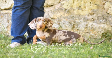 Teckel perros en Burgos - Propaganda 16