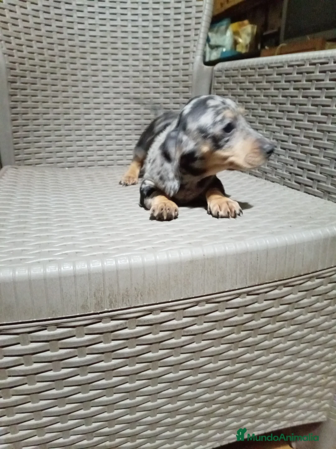 Teckel Miniatura perros en venta: Teckel mini - Anuncio 8