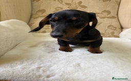 Teckel Miniatura perros en venta: Teckel miniatura varios colores  - Imagen 1