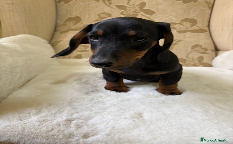 Teckel Miniatura perros - Anuncio 3