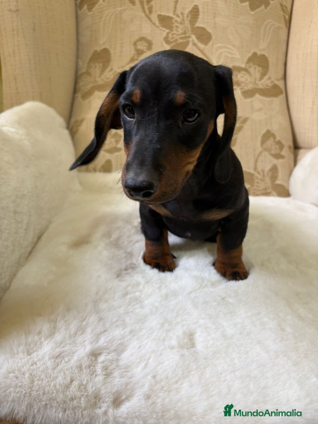 Teckel Miniatura perros en venta: Teckel miniatura varios colores  - Imagen 1