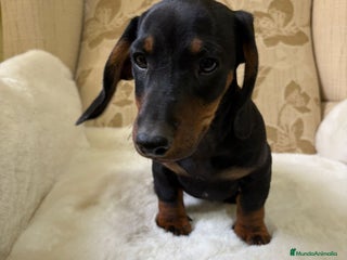 Teckel Miniatura perros - Anuncio 3