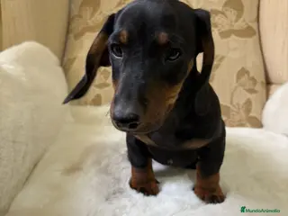 Teckel Miniatura perros Teckel miniatura varios colores - Anuncio 2