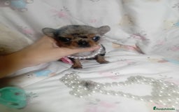 Chihuahua perros en venta: ‼️‼️Chihuahuas muy cariñosos tamaño mini - Imagen 2