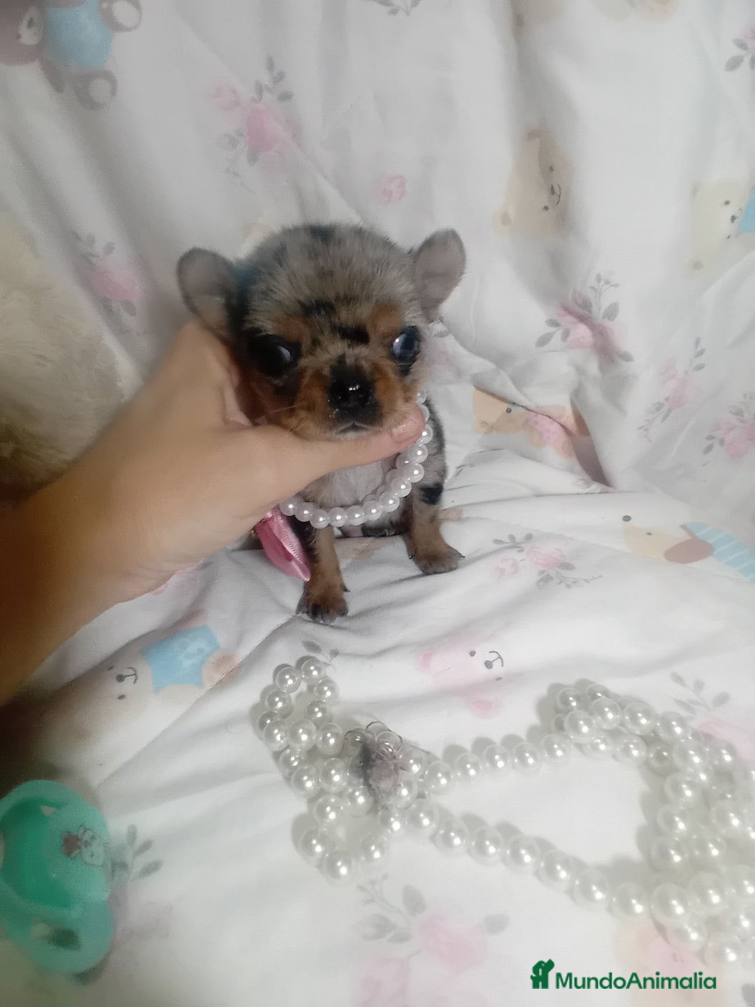 Chihuahua perros en venta: ‼️‼️Chihuahuas muy cariñosos tamaño mini - Imagen 2