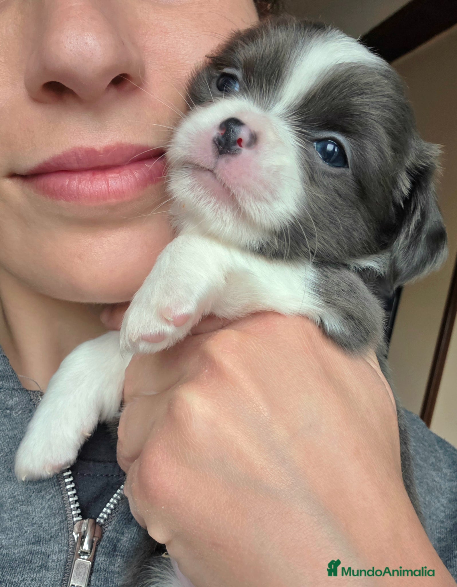 Chihuahua perros Chihuahuas miniatura  - Anuncio 2