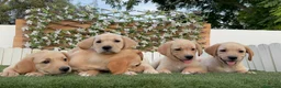 Labrador Retriever perros en venta: LABRADOR RETRIEVER-PRECIO REAL - Anuncio 4