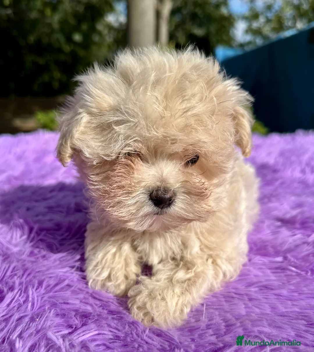 Maltipoo perros en venta: MALTIPOO - Anuncio 6