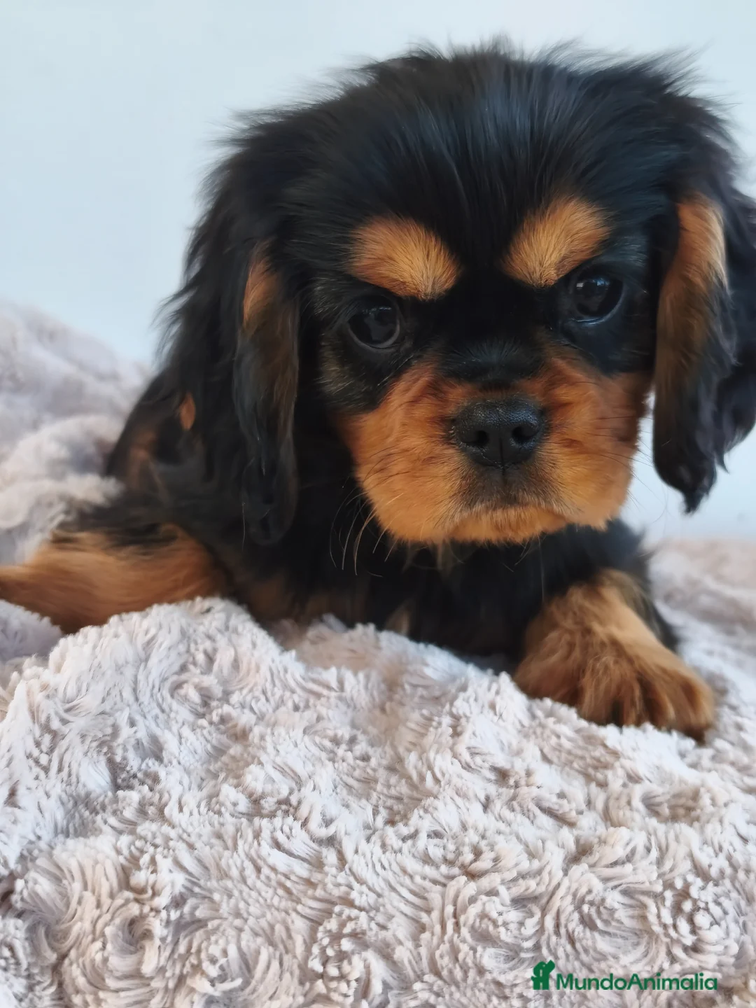 Cavalier King Charles Spaniel perros en venta: Cachorros Cavalier negro fuego y ruby - Anuncio 2