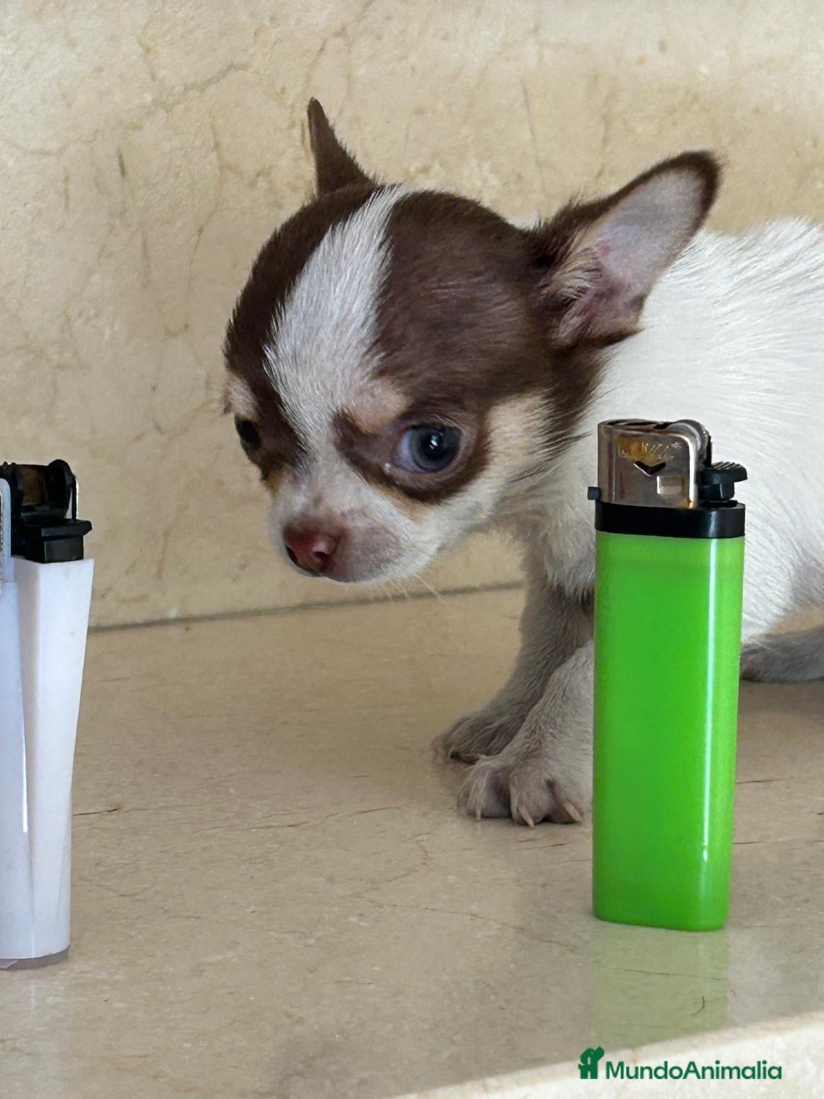 Chihuahua perros Chihuhua macho  - Anuncio 2