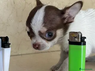 Chihuahua perros Chihuhua macho - Anuncio 2