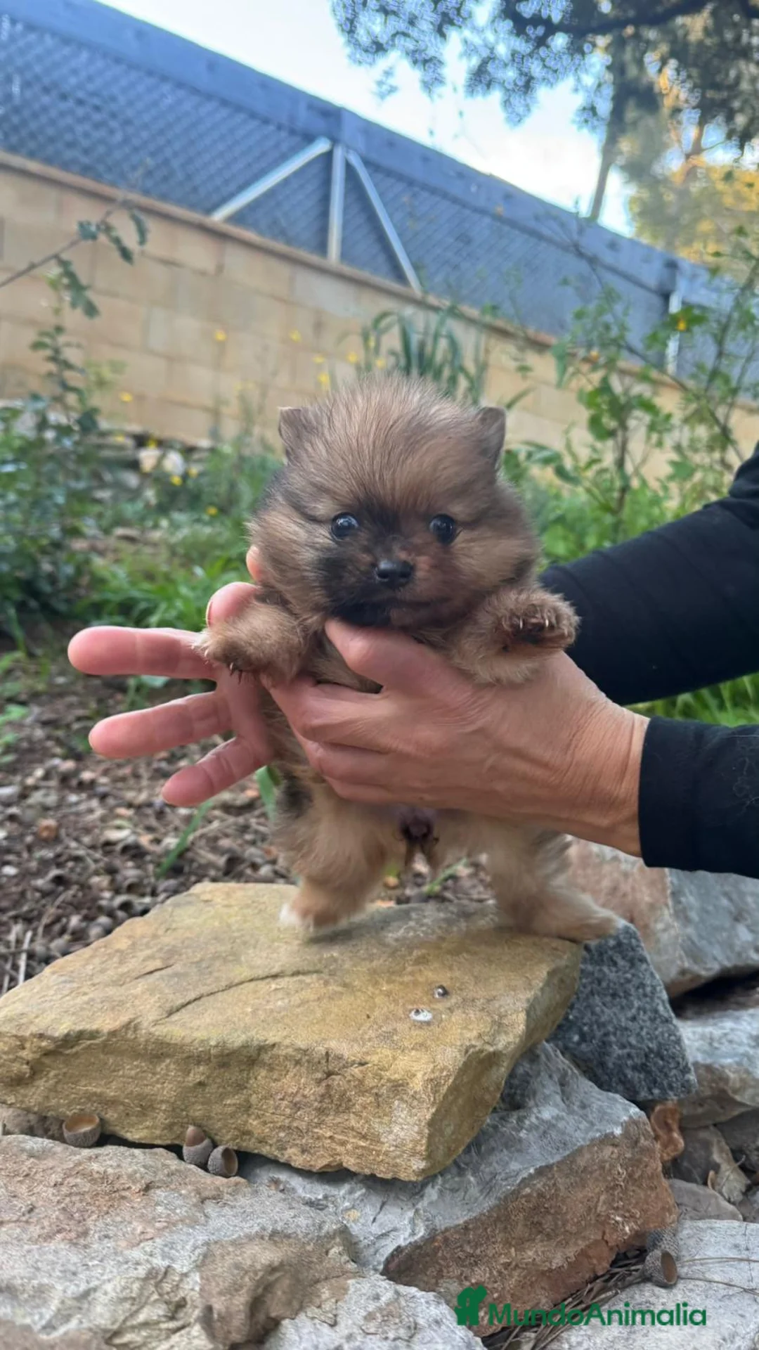 Pomerania perros en venta: Pomerania mini  - Anuncio 3