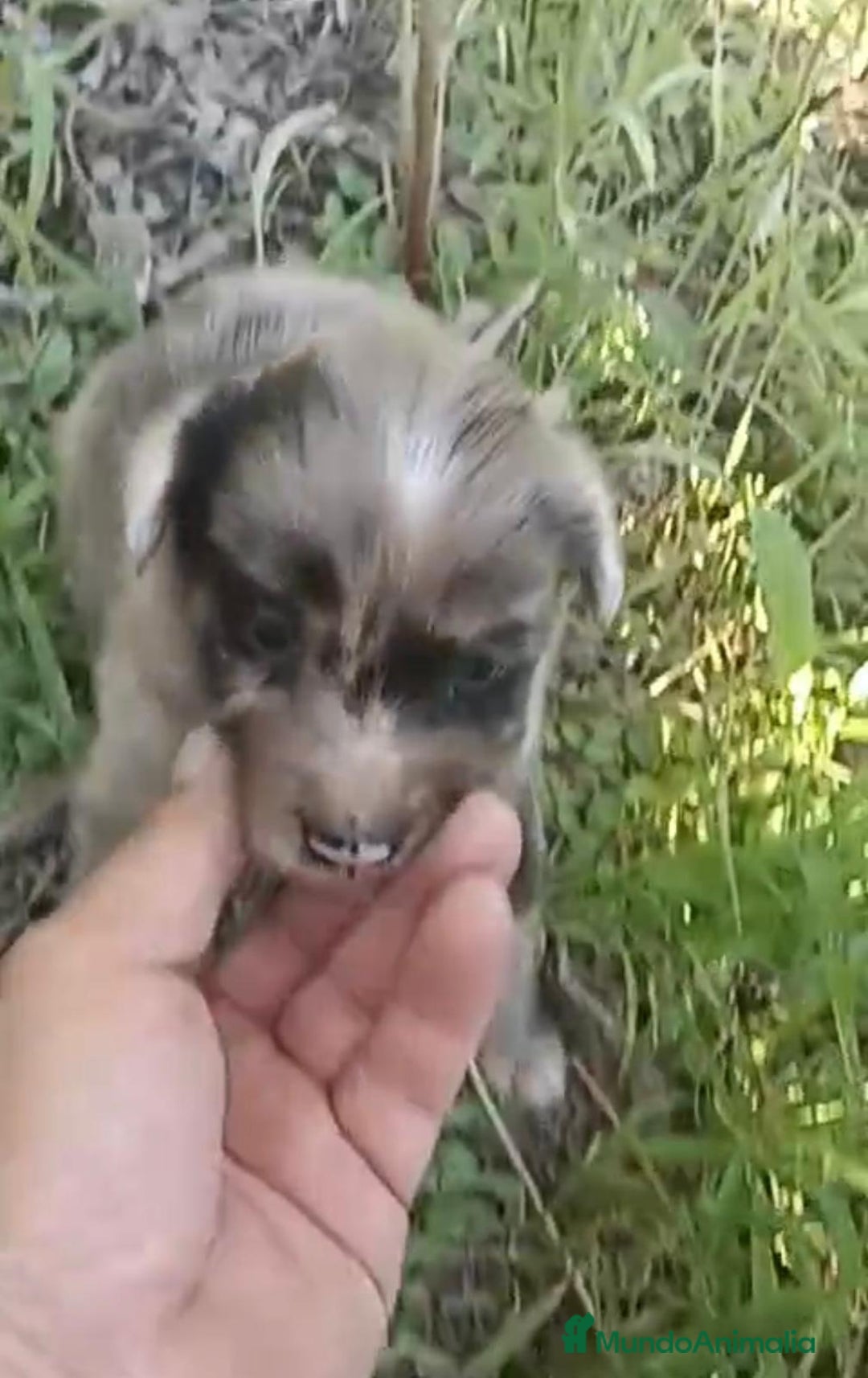 Border Collie perros en venta: ULTIMO Border collie merle - Imagen 1