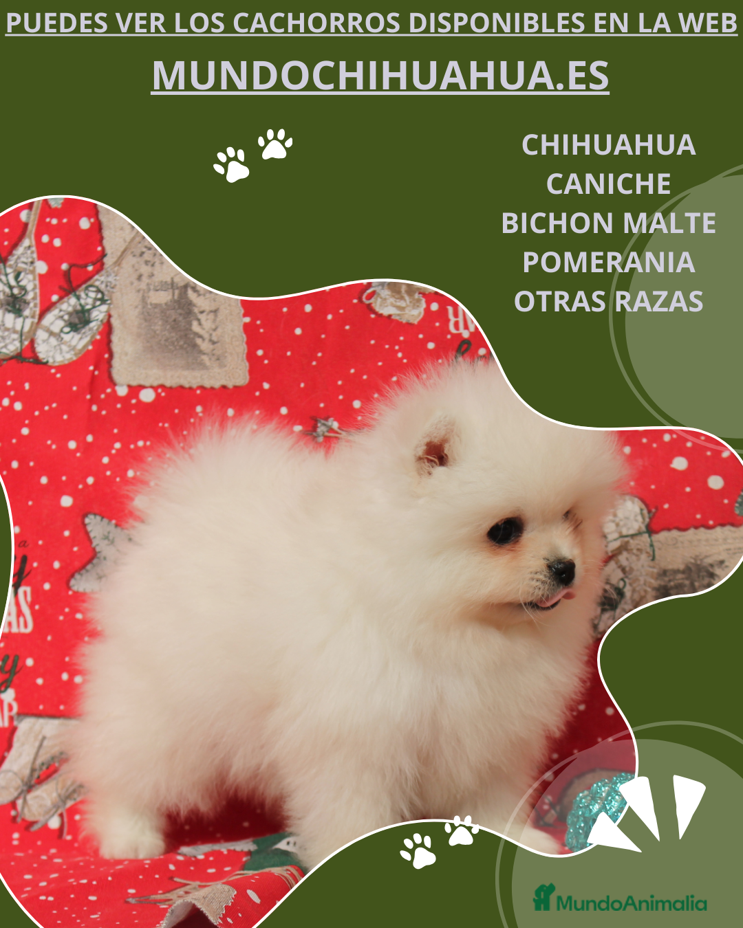 Pomerania perros en venta: POMERANIA  TOY DESDE 400  EUROS - Anuncio 2