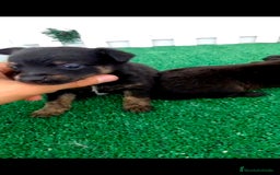 Pomchi perros en venta: Pomki  - Imagen 2