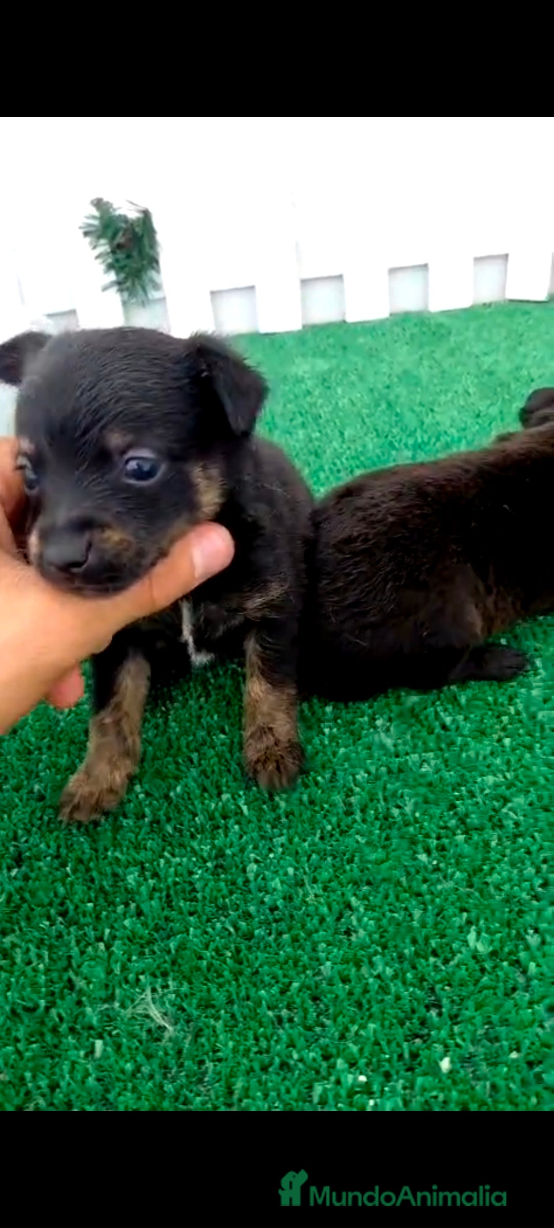 Pomchi perros en venta: Pomki  - Imagen 2