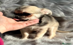 Chihuahua perros en venta: CHIHUAHUA MACHO DISPONIBLE - Anuncio 4