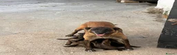 Pastor Belga Malinois perros en venta: PASTOR BELGA MALINOIS - Anuncio 2