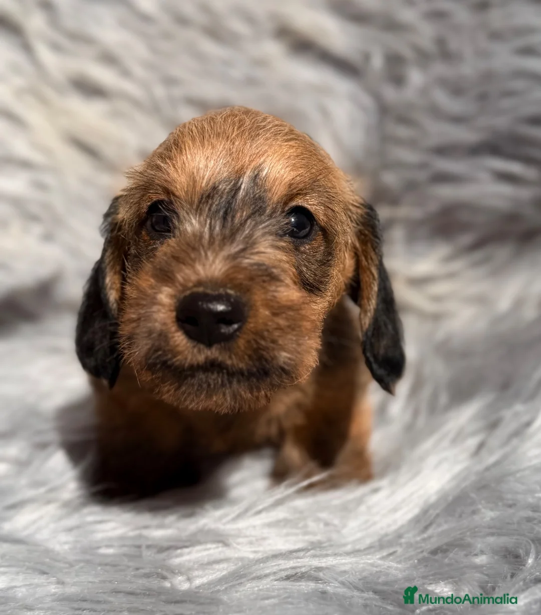 Teckel Miniatura perros en venta: Teckel pelo duro  - Anuncio 2