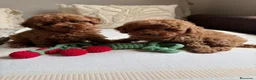 Caniche Toy perros en venta: Caniche Toy excelentes ejemplares  - Anuncio 4