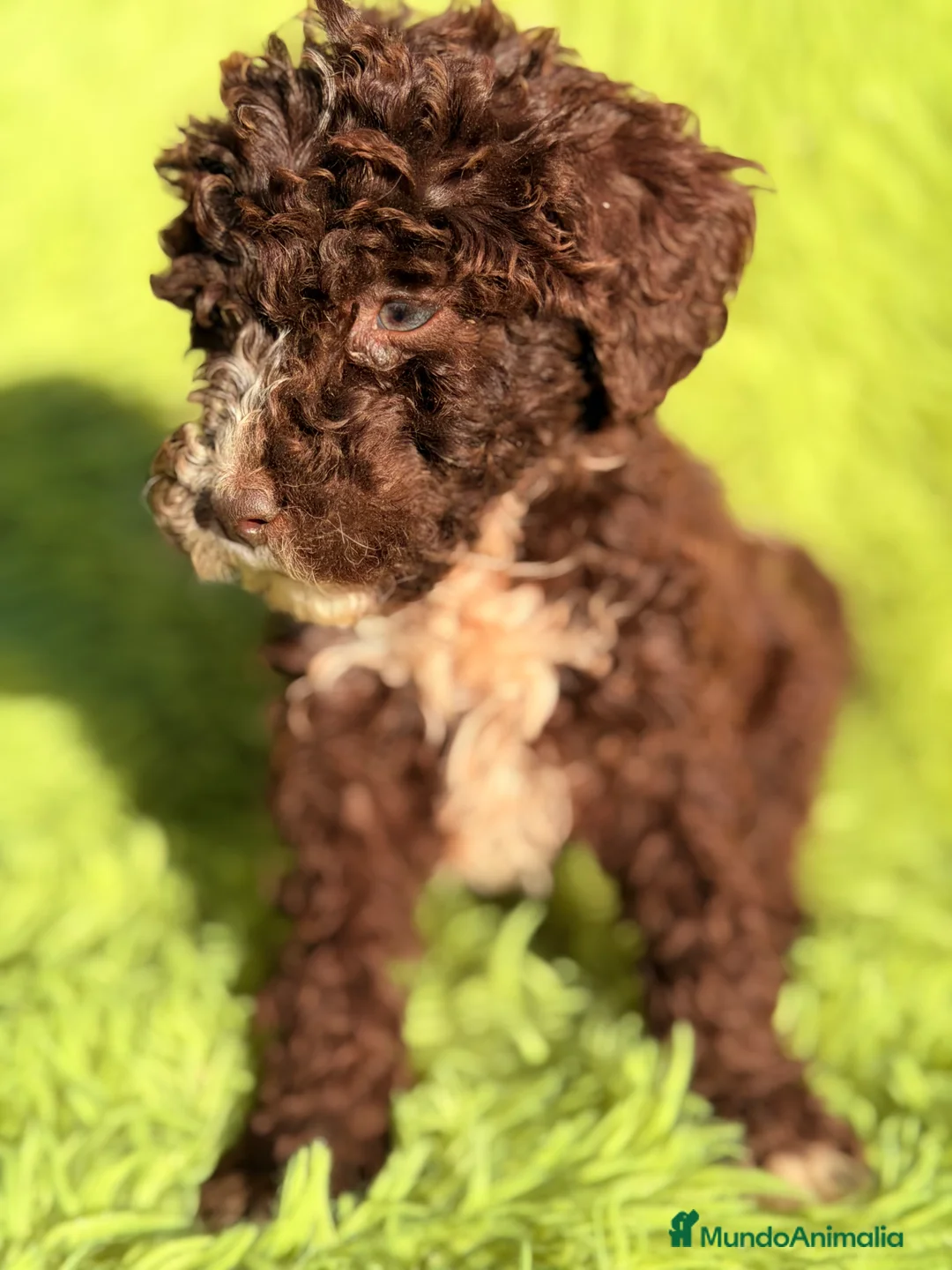 Perro de Agua Español perros en venta: Pdae chocolate ojo azul  - Anuncio 6