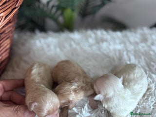 Maltipoo perros MALTIPOO - Anuncio 1