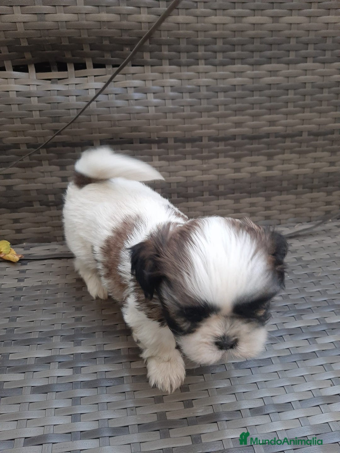 Shih Tzu perros en venta: Shih tzu bicolor - Imagen 4