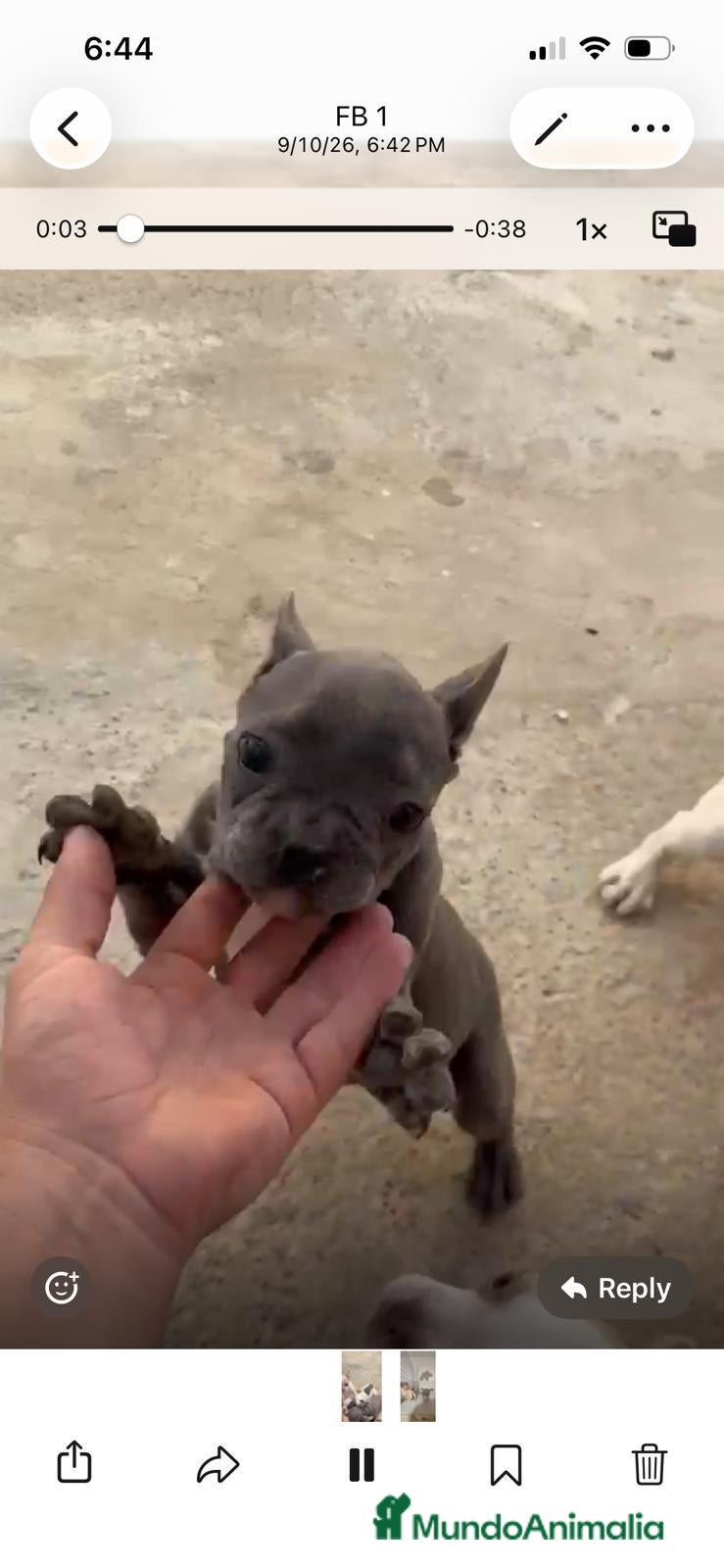 Bulldog Francés perros Bulldog francés  - Anuncio 1