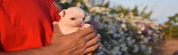 Chihuahua perros en venta: CHIHUAHUAS CACHORROS BLANCOS  en Toledo - Anuncio 3
