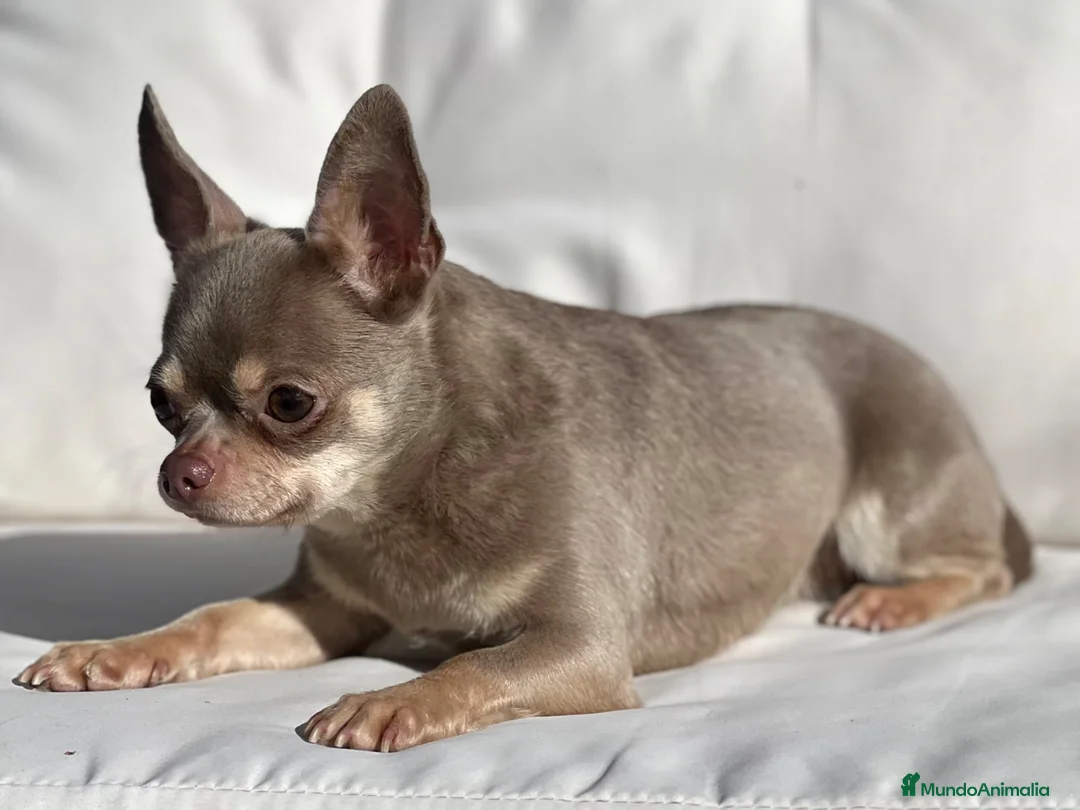 Chihuahua perros en venta: CHIHUAHUAS THELUXEPUPPYS - Anuncio 4