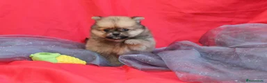 Pomerania Cachorro 10