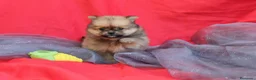 Pomerania perros en venta: PRECIOSO CACHORITO DE POMERANIA TOY  - Anuncio 2