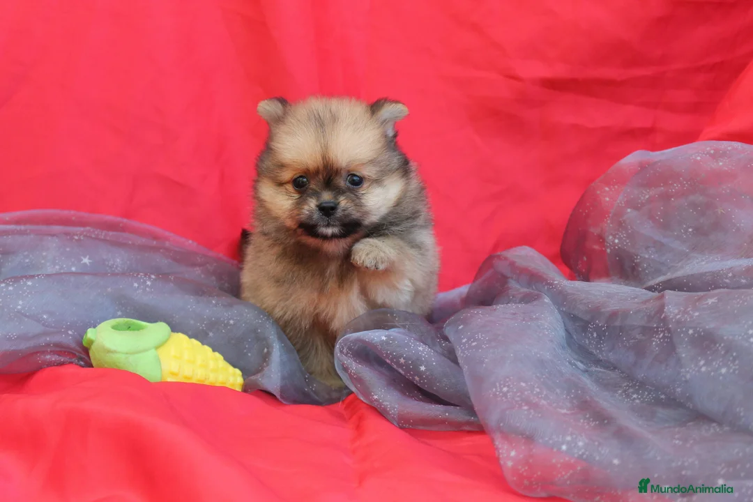 Pomerania perros en venta: PRECIOSO CACHORITO DE POMERANIA TOY  - Anuncio 2