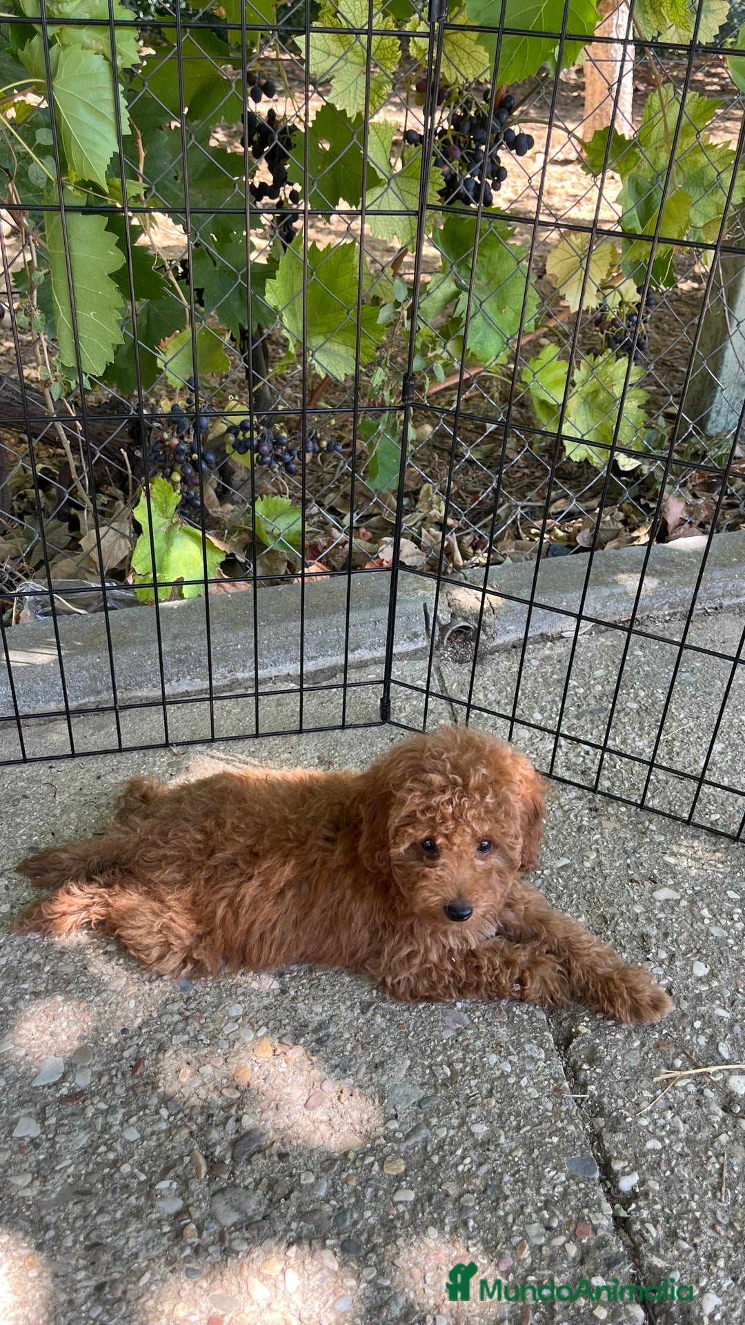 Caniche Toy perros en venta: Caniche toy  - Imagen 9