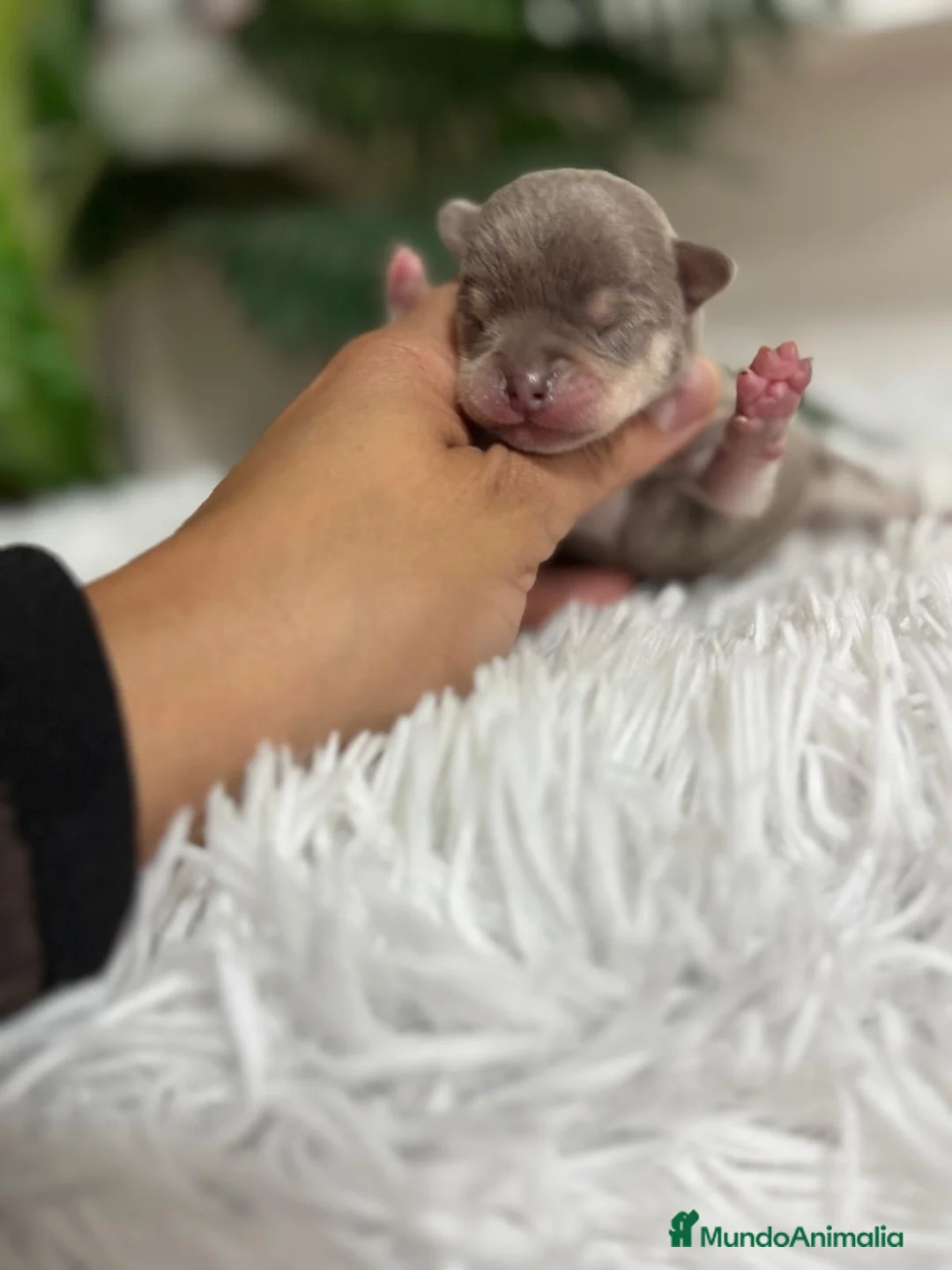 Chihuahua perros en venta: CHIHUAHUA HEMBRA  - Anuncio 7