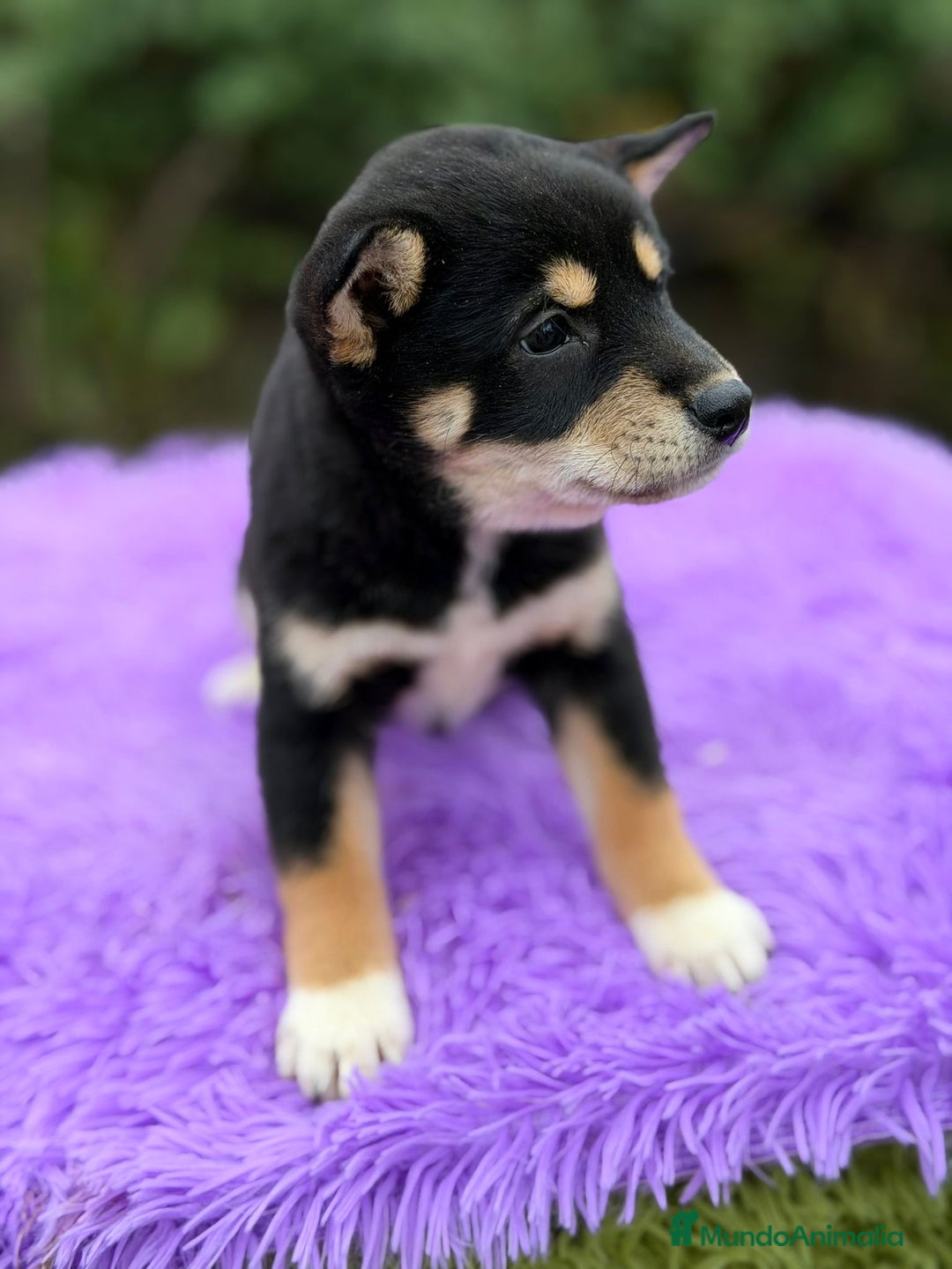 Shiba Inu perros en venta: SHIBA HEMBRA NEGRA DISPONIBLE - Anuncio 3