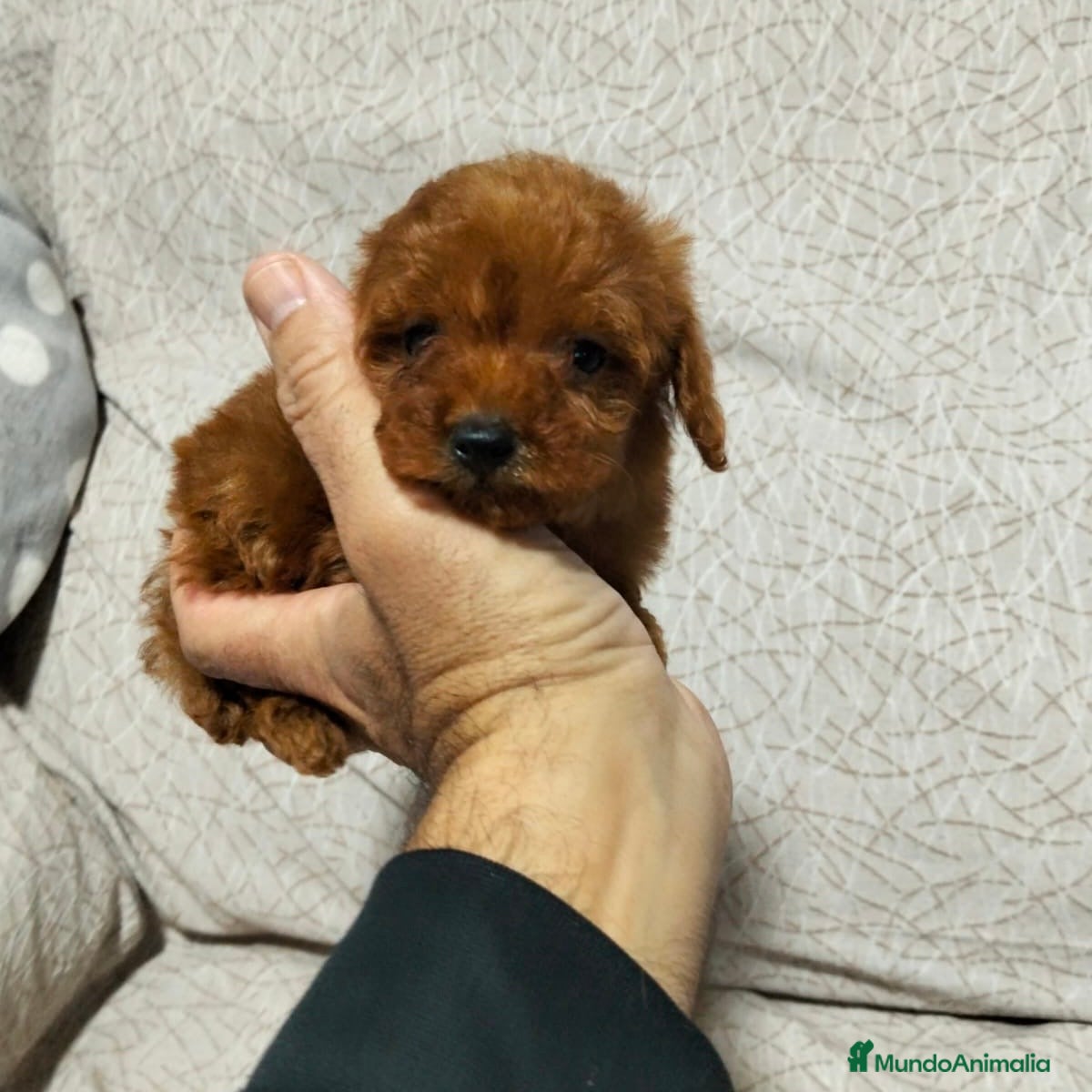 Caniche Toy perros Caniche Rojo  - Anuncio 1