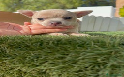 Chihuahua perros en venta: CHIHUAHUA HEMBRA - Anuncio 15