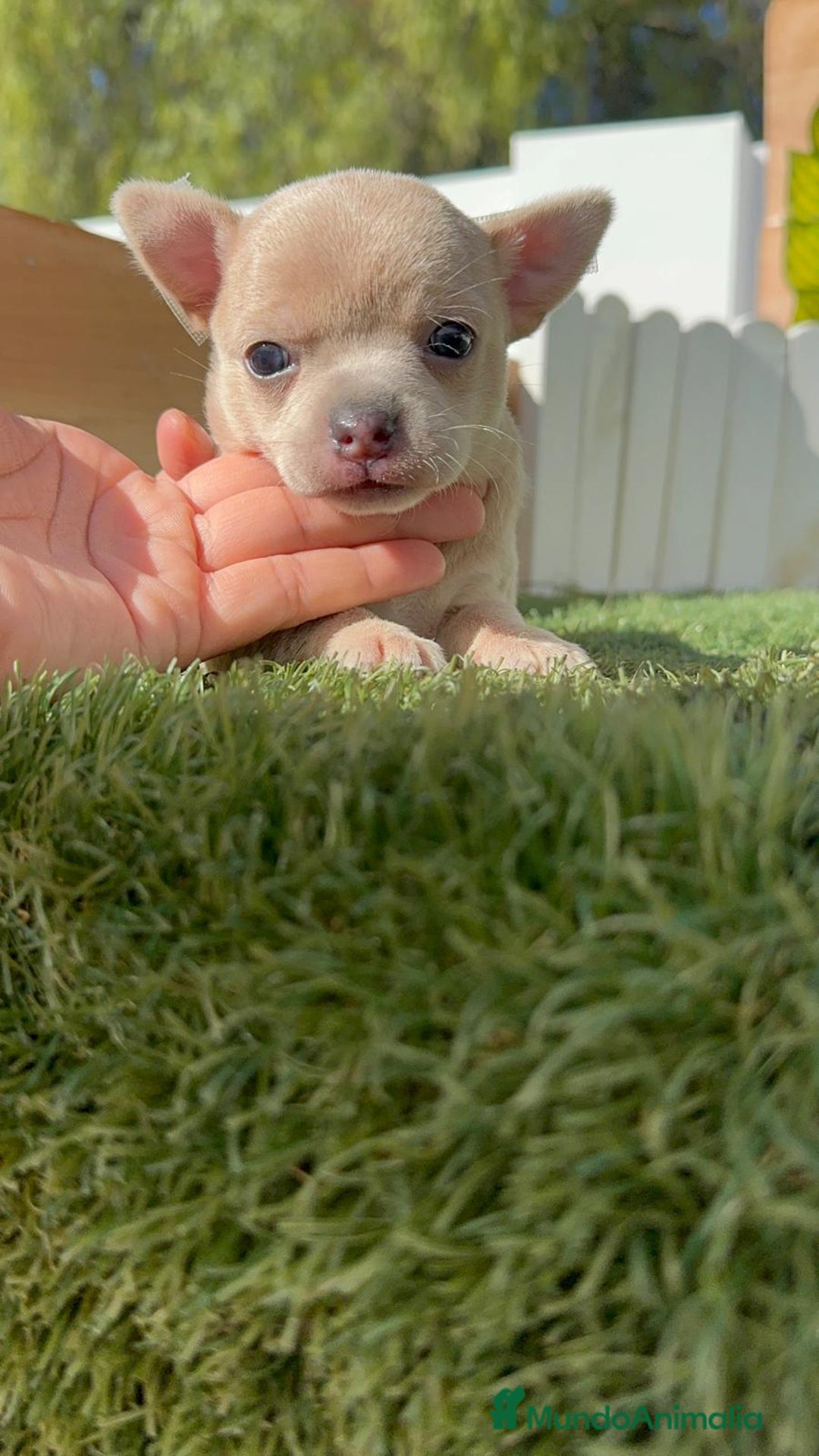 Chihuahua perros en venta: CHIHUAHUA HEMBRA - Anuncio 15