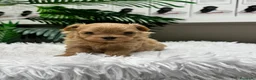Maltipoo perros en venta: MALTIPOO 100%  - Anuncio 5
