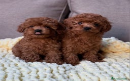 Caniche Toy perros en venta: ‼️‼️CANICHE TOY ROJOS - Anuncio 1